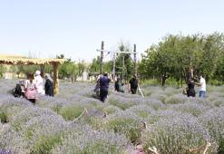 "Burada lavanta yetişmez" dediler o dinlemedi! Hem turizme katkı sağladı hem de para kazandı