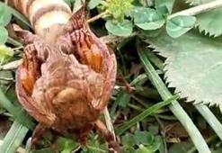 Trabzon'da ilk kez gördü: Paylaştığı böcek sosyal medyada dikkat çekti