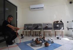 Diyarbakır'da milyonluk güvercinlere 5 yıldızlı hizmet!