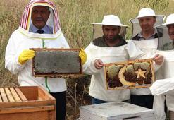 Bitlis'te hasat iki kat bereketli başladı! 150 kovandan rekor bal üretimi