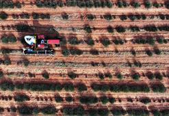 Konya'da belediye destek verdi, çiftçi çorak araziyi bereketlendirdi! Şimdi litresini 2 bin 500 liraya satıyor