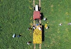 Samsun'da Bafra Ovası'nda hasat başladı! Kilosu 15 lira, çiftçinin yüzü gülüyor
