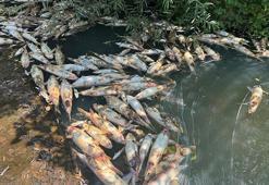 Bartın Irmağı'nda yüzlerce ölü balık paniğe neden oldu! Yetkililer harekete geçti