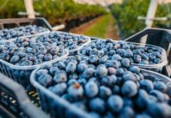 İzmir'de 3 yıl önce dikilen blueberry meyvesinin ilk hasadı yapıldı: 40-50 yıl ömrü var