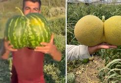 İkiz doğuran tarla! Hasat edilen kavun ve karpuz görenleri hayrete düşürdü