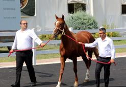 Milyonluk taylar, peynir ekmek gibi satıldı! En pahalısının fiyatı dudak uçuklattı