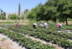 Erzincan’da çilek hasadı