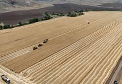 Biçerdöverler aynı anda tarlalara girdi, binlerce dekar arazide hasat sürüyor