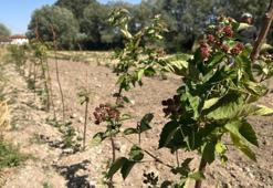 Kütahya’da böğürtlen fideleri ilk meyvelerini verdi