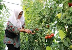 Domates yetiştiriciliği üreticiye umut oldu