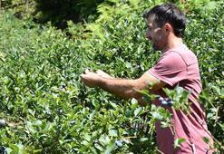 Köyde tarlasına tutmaz diye ekti, 50 yıl ömrü olduğunu öğrendi! Hasat bitmeden 500 TL'ye satıyor