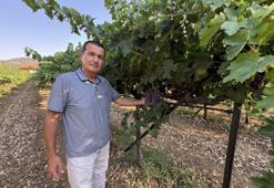 Tadında doyum olmuyor! Bu yıl yüzde 25 rekolte bekleniyor