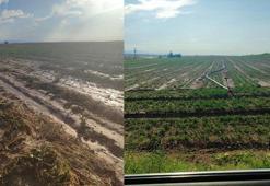 Ankara'da sağanak yağış tarlalara zarar verdi