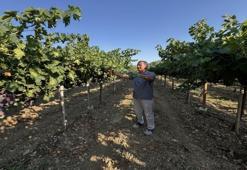Konya yolunda hasat başladı: Rekolte yüzde 25 arttı