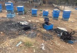 Bursa'da milyonlarca arı ateşe uçtu bir daha dönmedi!