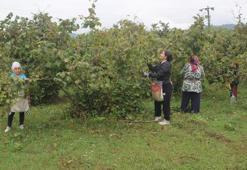 Ordu'da 'yeşil altın' hasadına başlandı! Bölgeye göç eden mevsimlik işçiler bahçelere akın etti