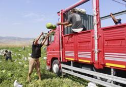 Türkiye'de bitti, Yozgat'ta yeni başlıyor: Zorlu mesai başladı, kavurucu sıcaklar üreticiyi yıldırmadı