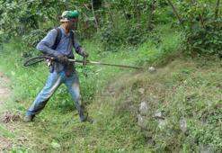 Fındık hasatı öncesi zorlu mesai: Giresun'da yevmiyeyi duyan şaşırıyor