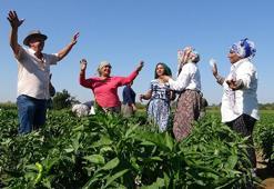 Edirne'de oyun havaları eşliğinde hasat yapılıyor! 'Sinek, malın büyümesini engelledi'