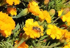 Pastırma sıcakları nedir? Pastırma yazı ne zaman? Pastırma yazı ne kadar sürer?