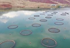 Denize kıyısı olmayan Sivas'ta 5 bin ton Türk somonu üretiliyor