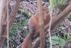 Davetsiz misafir şaşırttı! 'Sincap kardeş ekmeğimi niye çaldın'