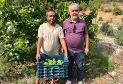 Antalya'da hasat ediliyor, Amerikan armudu olarak biliniyor! Bu tropikal meyvenin tanesi 50 liradan satılıyor