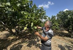 Aşırı sıcak hava rekolteyi yüzde 50 düşürdü! Fiyatlar yüksek olabilir