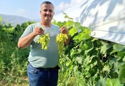 Üzüm sezonu açıldı, üreticiler sosyal medyada tanıtıma başladı