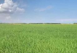 Türkiye'nin pirinç ambarından kötü haber! Binlerce dönüm çeltik tarlası kuruma noktasına geldi