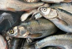 Van'da inci kefali sezonu açıldı! Kilosu 100 liradan alıcı buluyor