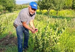 Arkadaş tavsiyesiyle ekti, şimdi kilosunu 200 TL'den satıyor! Süper meyve bölge ekonomisine can verecek
