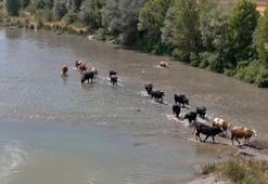 Afrika değil Sivas! Kızılırmak'ta ilginç görüntüler ortaya çıktı