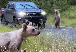 Nemrut Kalderası'nda korkutan tehlike: Ziyaretçiler bozayıları beslemekten vazgeçmiyor!