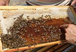 Coğrafi tescil başvurusu yapıldı! Hasat mesaisi sürüyor: Erzincan'da iki bitkiden elde ediliyor