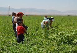 Muş Ovası'nda karpuz mesaisi: Kadın işçiler ev ekonomisine katkı sağlıyor