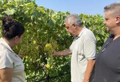 40'ından sonra üniversiteyi birincilikle bitirdi, şimdi eşiyle imkansızı başarıyor: Kimyasal kullanmadan 40 ton ürün elde etti!