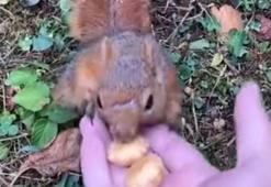 Düzce'de ormanda sincapla karşılaştı, elleriyle besledi!