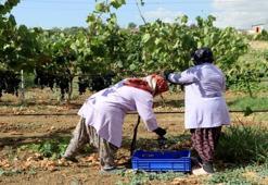 Trakya'da İlkeren üzümü hasadı başladı! 40 ton rekolte bekleniyor: Salkımı 600 gramı buluyor