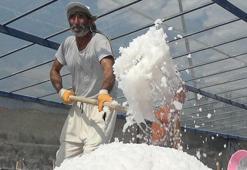 Osmanlı’dan gelen 450 yıllık mucize: Dünyada sadece Kemah'ta var! 2 bin ton üretilecek