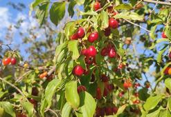Şerbeti, çayı, meyvesi oluyor: Erzincan'ın medar-ı iftiharı! İlk hasat başladı
