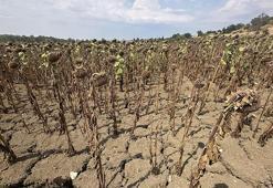 Trakya’nın 'sarı yüzü' yok oldu! Bulgaristan'dan yardım istendi, 20 Ağustos tarihine dikkat çekildi