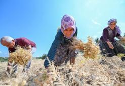 Mersin'de hibe nohutlar hasat edildi! 5 dönümden elde edilen ürün yüzleri güldürdü