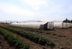 Erzurum'da iki yeni patates çeşidi! Karsu ve Cansu dışa bağımlılığı azaltacak