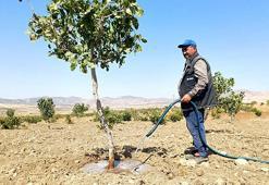 Batman'da damlama sulama sistemi kurmayan çiftçi Ağustos ayında su arıyor! İşte fıstık tarlasına bulduğu çözüm
