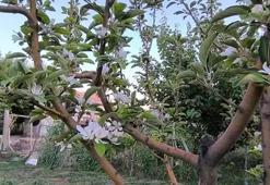 Kayseri'de elma ağacı Ağustos'ta çiçek açtı