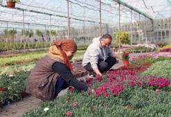 Muğla'da 27 milyon 300 bin çiçek üretildi: Bölge ekonomisine katkı sağlandı