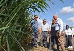 Samsun'da bu otu eken zengin oluyor! Hiçbir şey yapmadan 15 yıl hasat ediliyor, 80 ton kazandı