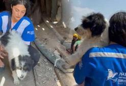 Bursa yangınlarında yürek burkan kurtarma hikayesi: Yangından kaçan anne köpek ve yavruları maden ocağında bulundu