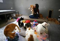 Adanalı hayvanseverden örnek davranış: Evinin damını kedilere yuva yaptı